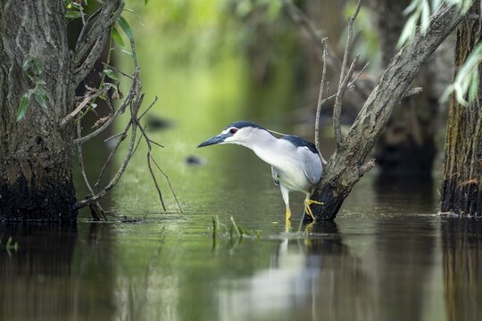 Night heron (Nycticorax nytricorax), bird, in water, Danube Delta Romania