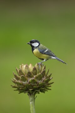 Great tit (Parus major) adult bird on a garden Artichoke thistle flower head in the summer, England, United Kingdom