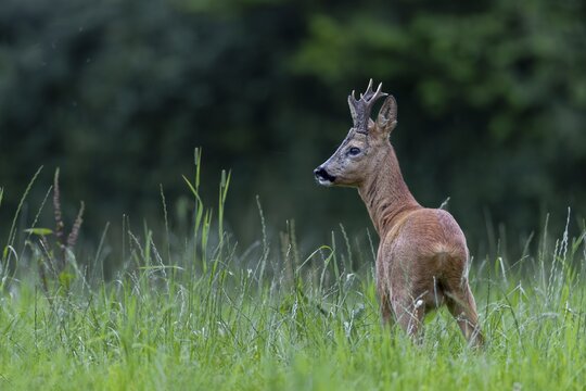 The rut has just begun and the roebuck (Capreolus capreolus) looks very determined, leaf time, mating season, July, Germany