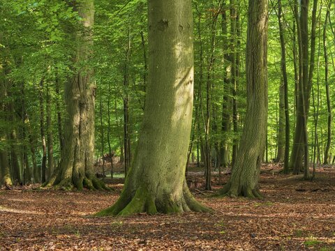 Old sunny beech forest near the Ivenacker Eichen, former Hutewald, Ivenack, Stavenhagen, Mecklenburg-Western Pomerania, Germany