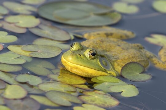 North american bull frog watching at the surface of a lake. Frog resting on aquatic vegetation. (Lithobates catesbeianus)