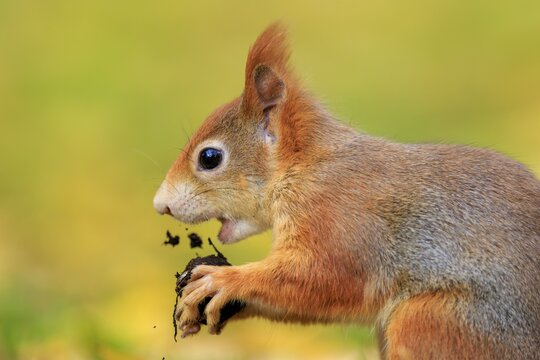 Close up portrait nibbling, fine crumbs flying, warm fur on a golden background, squirrel (Sciurus vulgaris), wildlife, Germany