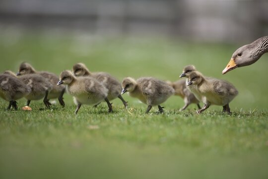 Greylag goose (Anser anser) adult bird with nine juvenile baby goslings on a grass lawn, England, United Kingdom