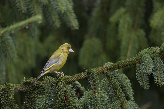 The male greenfinch (Chloris chloris) eagerly observes a conspecific of the same sex, breeding season, Germany
