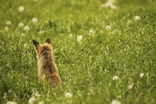 Fox (Vulpes vulpes) looking for fawns (Capreolus capreolus) in tall grass with faded common dandelion (Taraxacum) Allg&auml;u, Bavaria, Germany