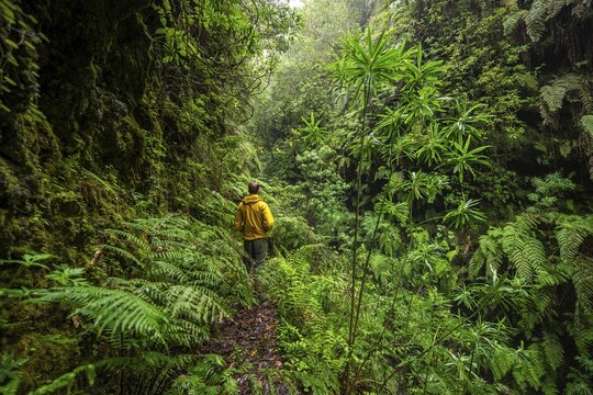Hikers on a narrow footpath, in densely overgrown forest with ferns, Levada do Caldeir&atilde;o Verde, Parque Florestal das Queimadas, Madeira, Portugal
