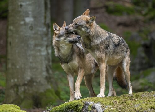 Wolves (Canis lupus) standing on a rock covered with moss, social behaviour, captive, Bavarian Forest National Park, Bavaria, Germany