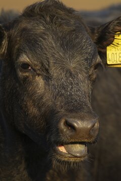 Domestic cattle or cow (Bos taurus) juvenile baby calf farm animal calling or mooing in a field, England, United Kingdom