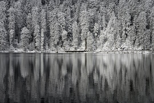 Winter landscape at Mummelsee, reflection of the forest, near Seebach, Black Forest, Ortenaukreis, Baden-W&uuml;rttemberg, Germany