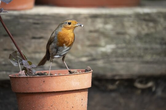European robin (Erithacus rubecula) adult garden bird with bugs for food in its beak on flower pot in summer, England, United Kingdom