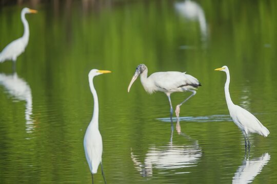 Great white egrets (Ardea alba) and Wood Stork (Mycteria Americana) fishing, Sanibel Island, J.N. Ding Darling National Wildlife Refuge, Florida, USA