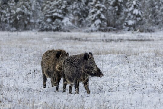 Once again, the wild boar (Sus scrofa) stops while the boar catches up on further odour information, pheromones, smell, impress, winter, snow, cold, mating season, November, Denmark