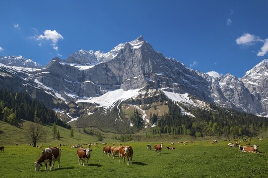Cows grazing on an alpine meadow in early summer, the first day on the alp, Eng-Alm, Karwendel Mountains, Tyrol, Austria