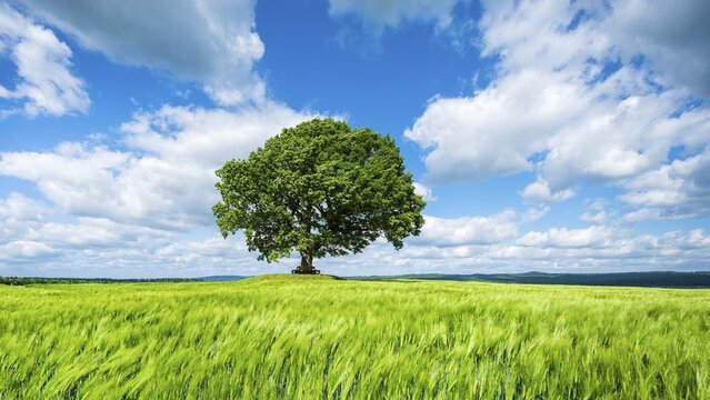 Large solitary oak in green field, blue sky with clouds, Peace oak near Hombressen, Reinhardswald, Hesse, Germany