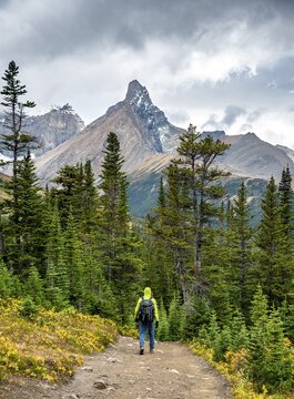 Hiker on hiking trail between autumnal bushes, view of mountain landscape and glacier in autumn, Hilda Peak, Parker Ridge, Icefields Parkway, Jasper National Park National Park, Canadian Rocky Mountains, Alberta, Canada