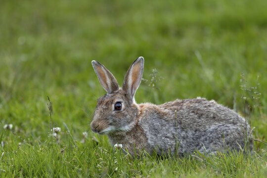 With such a rich food supply, the wild rabbit (Oryctolagus cuniculus) selectively eats different plant species, Germany