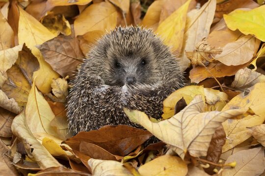 European hedgehog (Erinaceus europaeus) adult animal curled in a ball for hibernation on fallen autumn leaves in a garden, England, United Kingdom