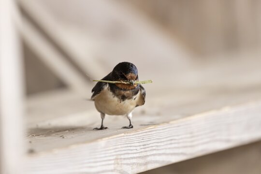 Barn swallow (Hirundo rustica) adult bird with nest material in its beak in summer, England, United Kingdom