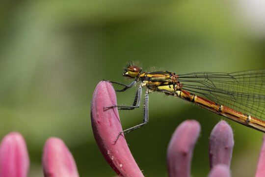 Large red damselfly (Pyrrhosoma nymphula) adult insect on a garden Clematis flower in the summer, England, United Kingdom