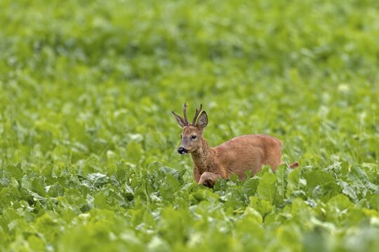 An old roebuck (Capreolus capreolus) purposefully follows the whistling of a doe ready to mate, leaf time, rut, roe rut, summer coat, Germany
