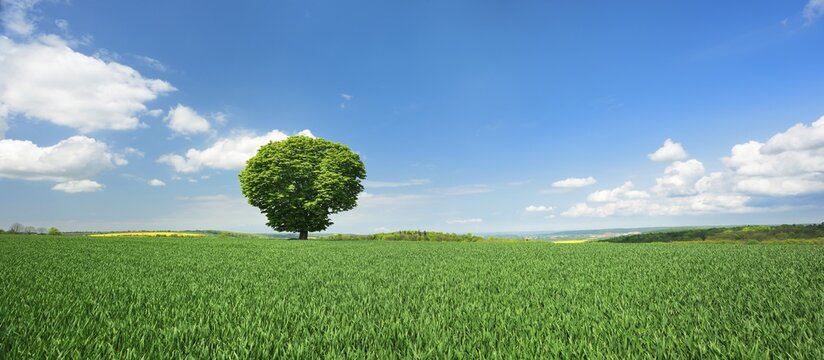 Large solitary horse chestnut on green field, blue sky with clouds, Burgenlandkreis, Saxony-Anhalt, Germany