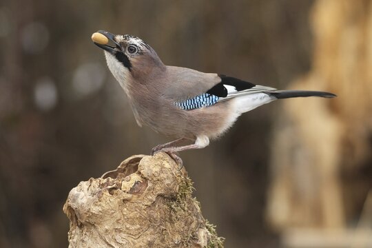 Eurasian jay (Garrulus glandarius) with acorn in beak at winter feeding in the forest, Allg&auml;u, Bavaria, Germany, Allg&auml;u, Bavaria, Germany