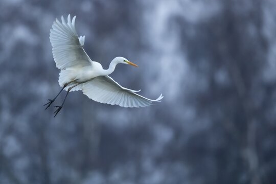 Great White Egret (Ardea alba, syn.: Casmerodius albus, Egretta alba), D&uuml;mmer, Lembruch, Lower Saxony, Germany