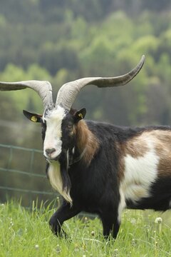 Domestic goat (Capra aegagrus hircus) 3, 5 year old buck, highly endangered species, Allg&auml;u, Bavaria, Germany