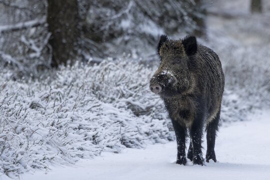 Wild boar boar (Sus scrofa) during mating season, looking for streams in winter landscape, intoxication season, winter forest, winter landscape, Denmark