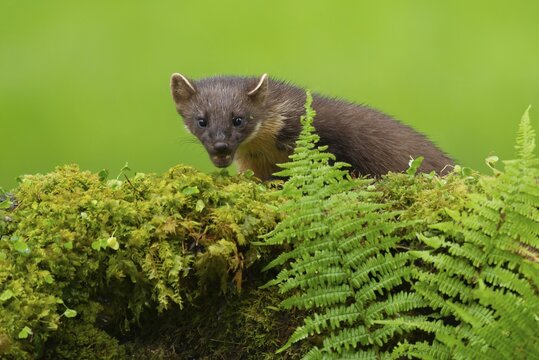 European pine marten (Martes martes) adult mustelid animal on a moss covered wall, Scotland, United Kingdom