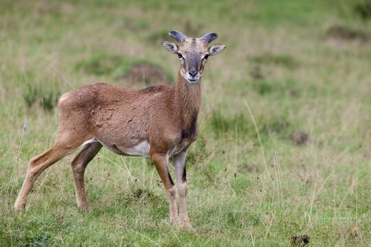 Mouflon (Ovis orientalis), Daun Wildlife Park, Rhineland-Palatinate, Germany, Europe