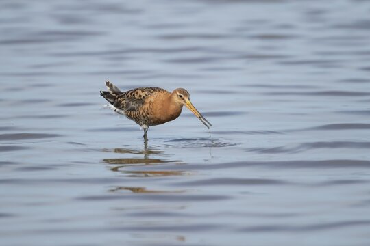 Black tailed godwit (Limosa limosa) adult male wading bird in summer plumage feeding in a lagoon, Norfolk, England, United Kingdom