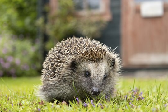 European hedgehog (Erinaceus europaeus) adult animal on a garden grass lawn in summer, England, United Kingdom