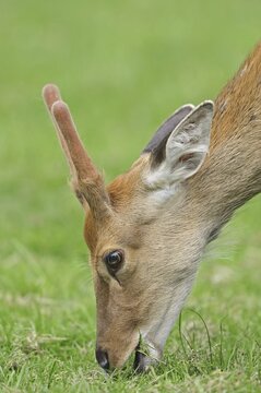 Manchurian sika deer (Cervus nippon hortulorum) with velvet antlers in summer, captive, Germany