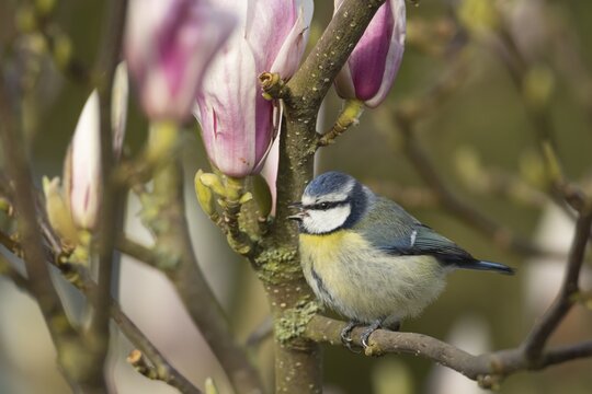 Blue tit (Cyanistes Caeruleus) adult bird singing on a garden Magnolia tree branch with blossom in spring, England, United Kingdom