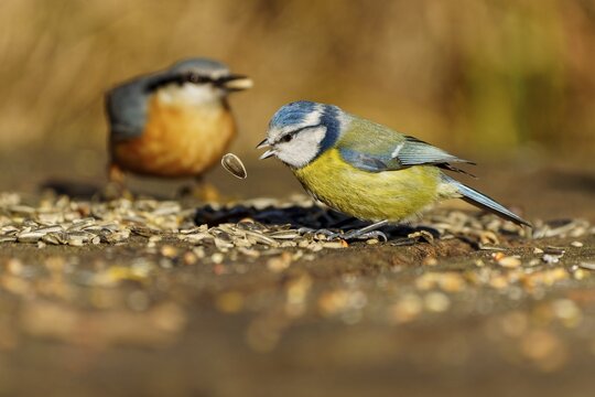 Birds eating seeds, including a blue tit, in the wild, blue tit (Cyanistes caeruleus), wildlife, Germany