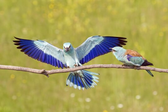 European roller (Coracias garrulus) couple, male brings female insects, Serbia