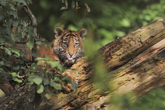 Sumatran tiger (Panthera tigris sumatrae), young, captive, native to Sumatra, Indonesia