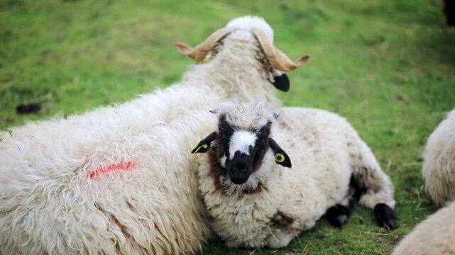 Lamb resting beside its mother sheep on a farm, showing a calm animal bonding moment in a rural pasture