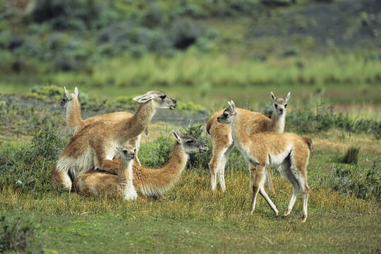 Guanacos (Lama guanicoe) mating, Torres del Paine National Park, Patagonia, Chile, South America