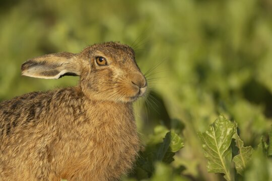 Brown hare (Lepus europaeus) adult animal in a farmland sugar beet field in the summer, Suffolk, England United Kingdom