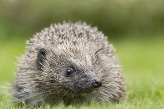 European hedgehog (Erinaceus europaeus) adult mammal on a garden grass lawn in summer, England, United Kingdom