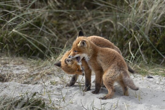 When the red fox cubs (Vulpes vulpes) are not playing and wrestling, they are exploring their surroundings at the den or sleeping hidden in the grass, raising cubs, animal cubs, cute, playful, wrestling, May, Denmark
