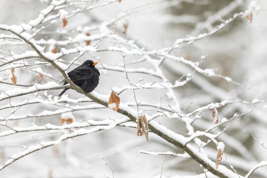 A male blackbird (Turdus merula) in a wintry beech forest, winter, snow, cold, December, Germany
