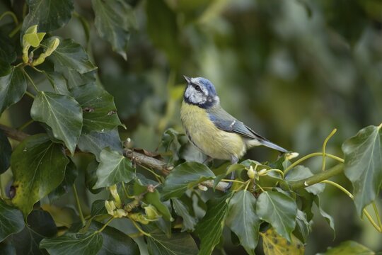 Blue tit (Cyanistes Caeruleus) adult bird on an Ivy tree branch, England, United Kingdom