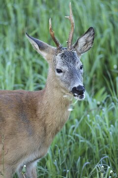 Roe deer (Capreolus capreolus) buck portrait, with abnormal antlers, Allg&auml;u, Bavaria, Germany