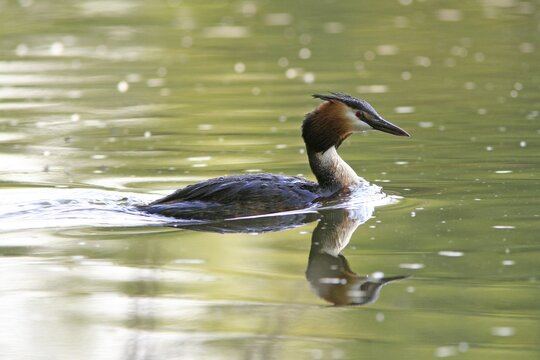 Great Crested Grebe (Podiceps cristatus)