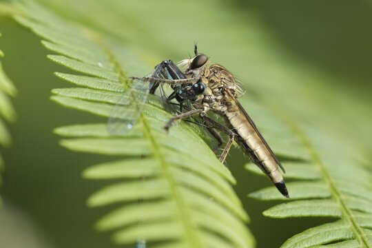 Kite-tailed robberfly (Machimus atricapillus) adult insect eating a damselfly on a fern leaf in summer, England, United Kingdom