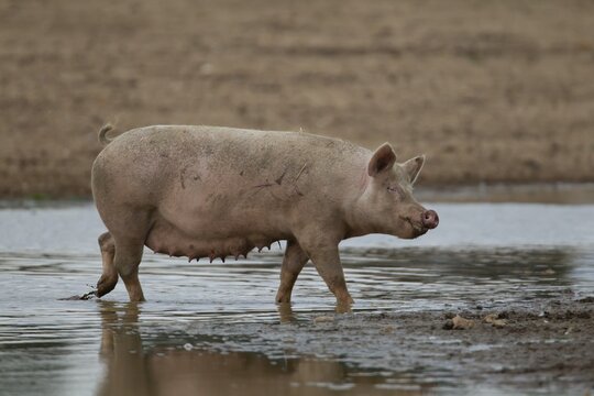 Pig (Sus scrofa domesticus) adult in a puddle of water on farm field, England, United Kingdom