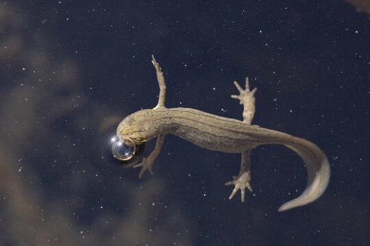 Smooth or Common newt (Lissotriton vulgaris) adult amphibian coming up to breath air on the water surface of a pond, England, United Kingdom